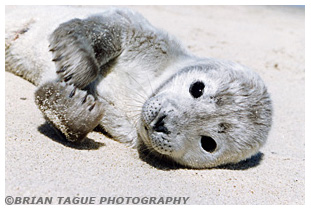 HARBOR SEAL PUP