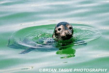 GRAY SEAL - Chatham, MA