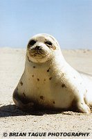 Harbor Seal - Monomoy