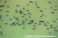 GRAY SEALS - Chatham, MA