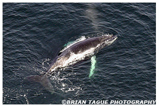 Humpback Whale Aerial