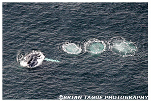 Humpback Whale Bubble Feeding