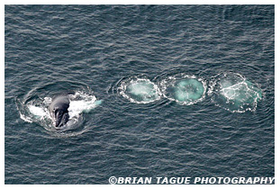 Humpback Whale Bubble Feeding