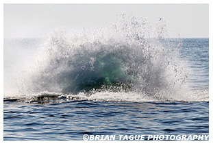 Humpback Whale breaching Stellwagen Bank