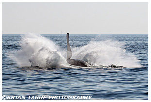 Humpback Whale breaching Stellwagen Bank