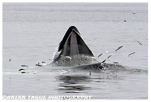 Humpback Whale feeding Stellwagen Bank