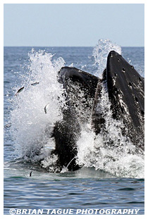 Humpback Whale feeding Cape Cod Bay