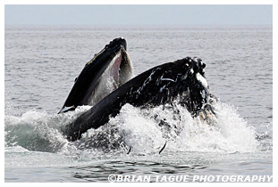 Humpback Whale feeding