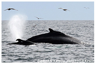 Humpback Whales