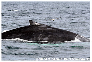 Humpback Whale