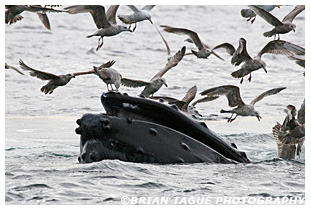 Humpback Whale feeding Stellwagen Bank
