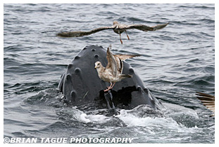 Humpback Whale feeding Stellwagen Bank
