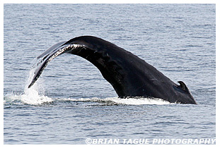Humpback Whale Fluke