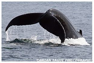 Humpback Whale Fluke