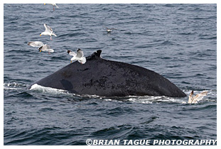 Humpback Whale