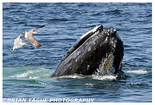 Humpback Whale Stellwagen Bank