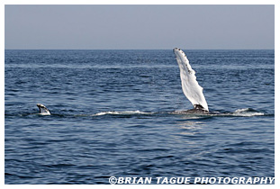 Humpback Whale Stellwagen Bank