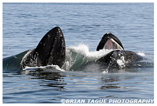 Humpback Whales feeding Cape Cod Bay