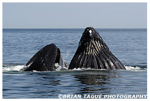 Humpback Whales feeding Cape Cod Bay