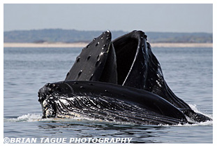 Humpback Whales feeding Cape Cod Bay