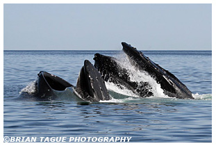 Humpback Whales feeding Cape Cod Bay