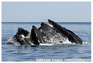 Humpback Whales feeding Cape Cod Bay