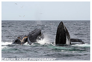 Humpback Whales feeding Stellwagen Bank