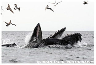 Humpback Whales feeding Stellwagen Bank