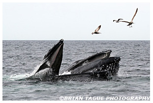 Humpback Whales feeding Stellwagen Bank