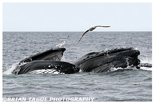 Humpback Whales feeding Stellwagen Bank