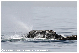 Northern Right Whale spouting