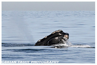 Northern Right Whale spouting
