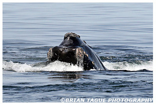 Northern Right Whale 