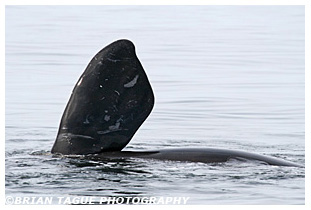 Northern Right Whale pectoral flipper