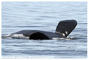 Northern Right Whale pectoral flippers