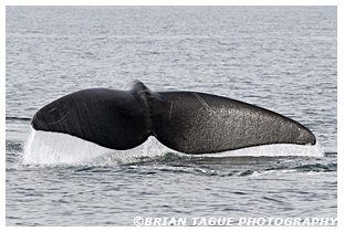Northern Right Whale fluke