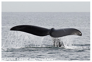 Northern Right Whale fluke