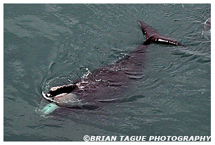 Northern Right Whale feeding