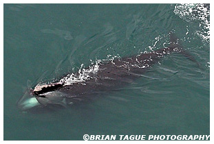 Northern Right Whale feeding