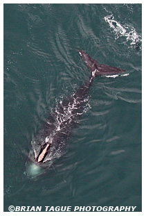 Northern Right Whale aerial