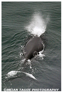 Northern Right Whale