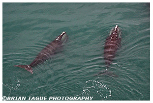 Northern Right Whales aerial