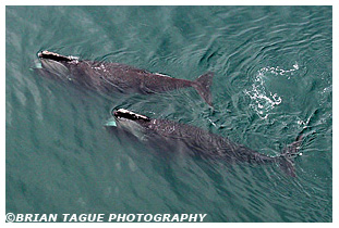 Northern Right Whales aerial