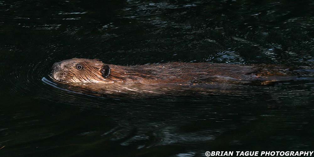 Beaver-221_2119-crp