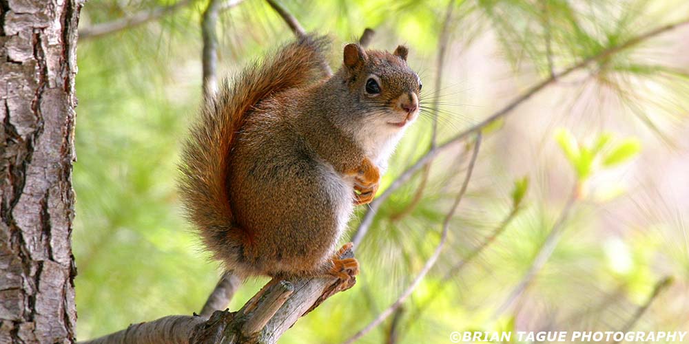 RedSquirrel-161_6156
