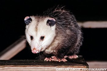 Opossum-485-09-crp1-150-4