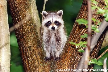 Raccoon-589-09-150-4