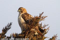 Red-tailedHawk-434 9281-150-4