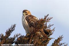Red-tailedHawk-434 9293-150-4