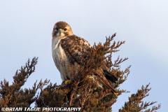 Red-tailedHawk-434 9294-150-4
